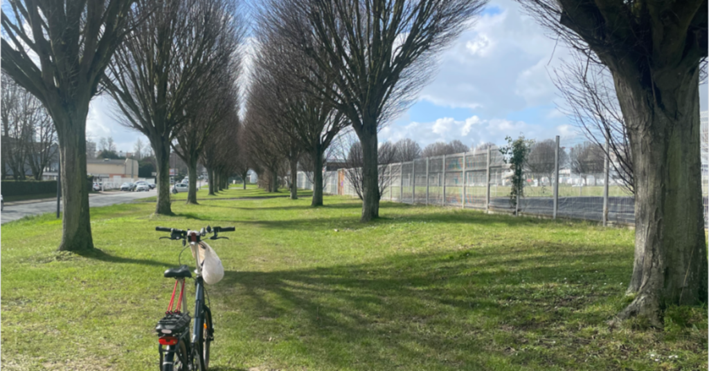 la photo représente 2 alignées d'arbres au milieu desquels se situera la future piste cyclable. Au premier plan, un vélo.