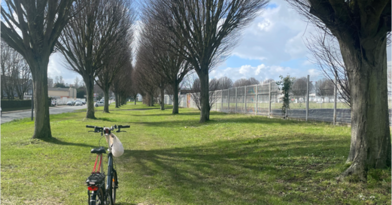 2 alignements d'arbres au milieu desquels se situera la future piste cyclable. Au premier plan, un vélo.